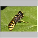 Ectemnius sp - Grabwespe w08a 13mm.jpg